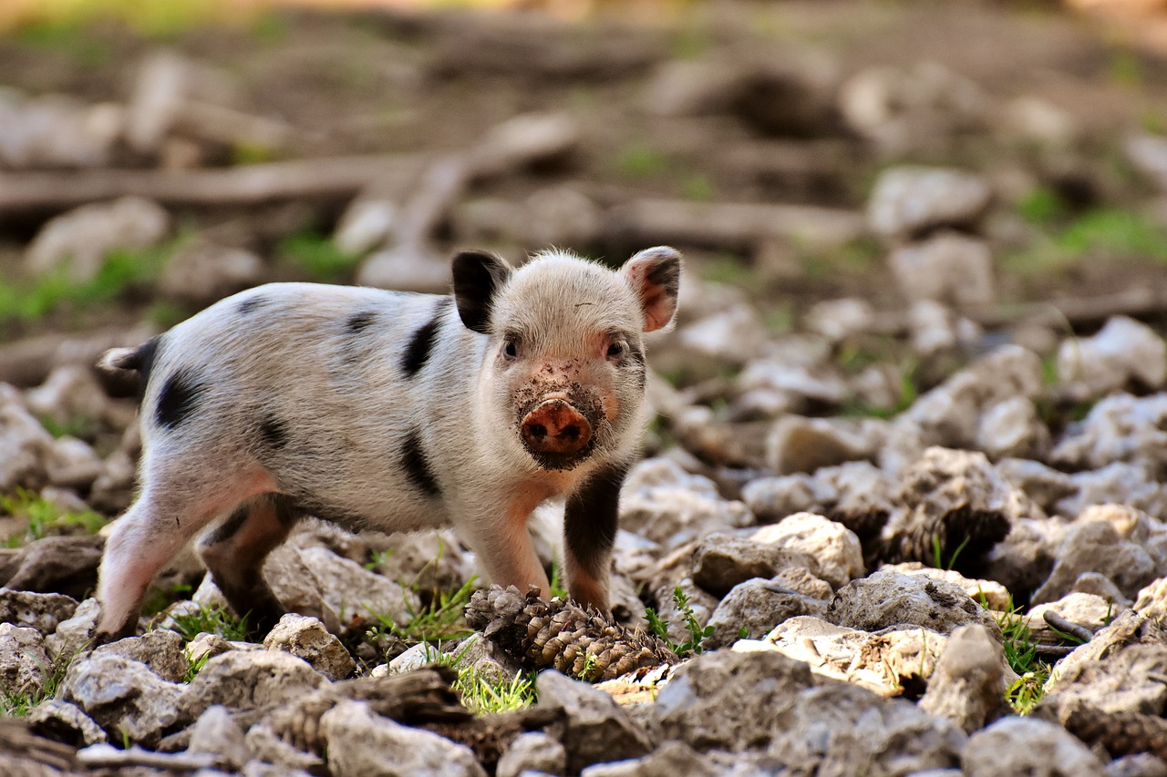piglet  small pigs  mini free photo