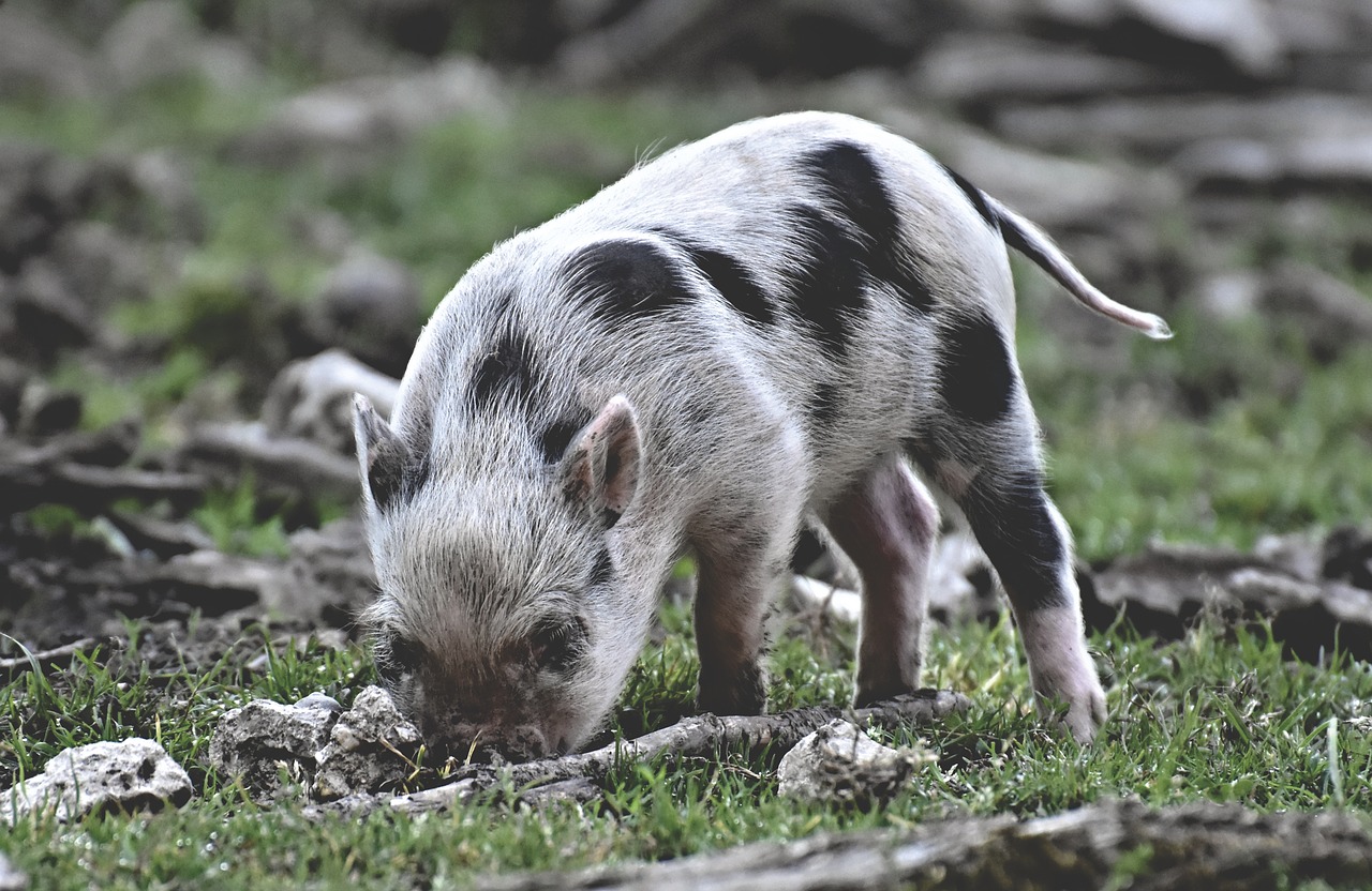 piglet  small pigs  mini free photo