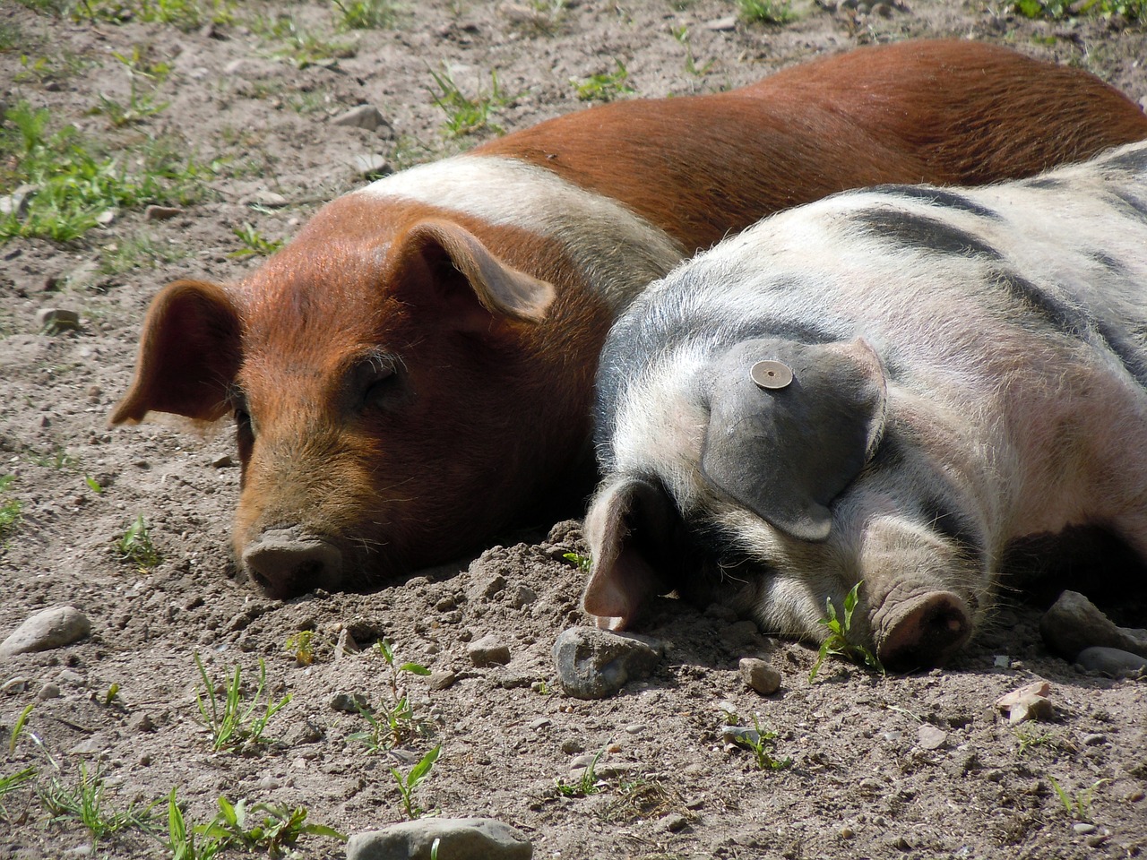 piglet pig snuggle free photo