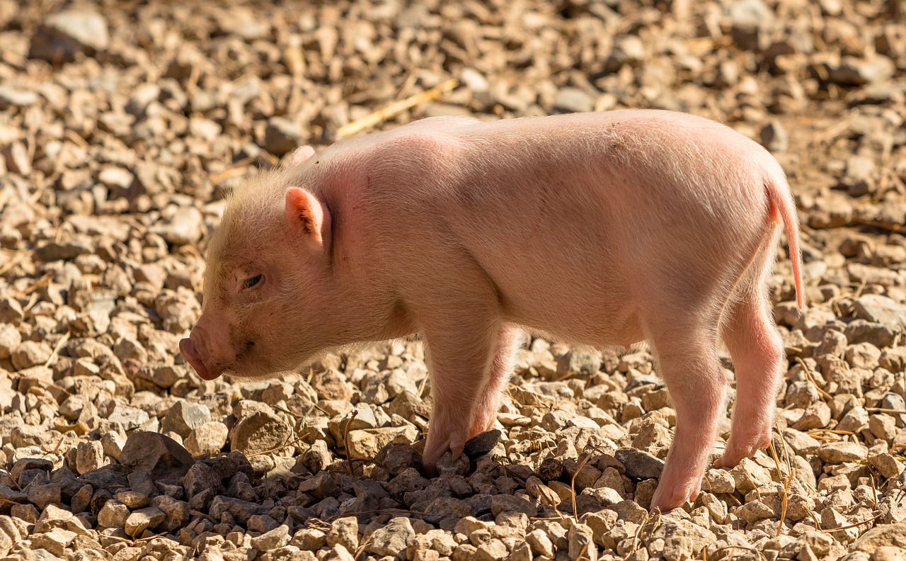piglet  pig  farm free photo