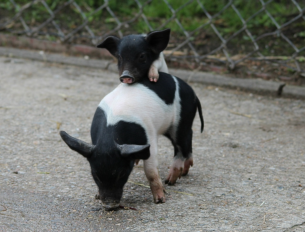 piglet pigs mini pigs free photo
