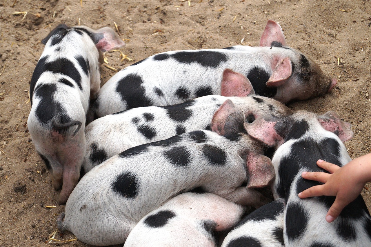 piglet  pigs  animal children free photo