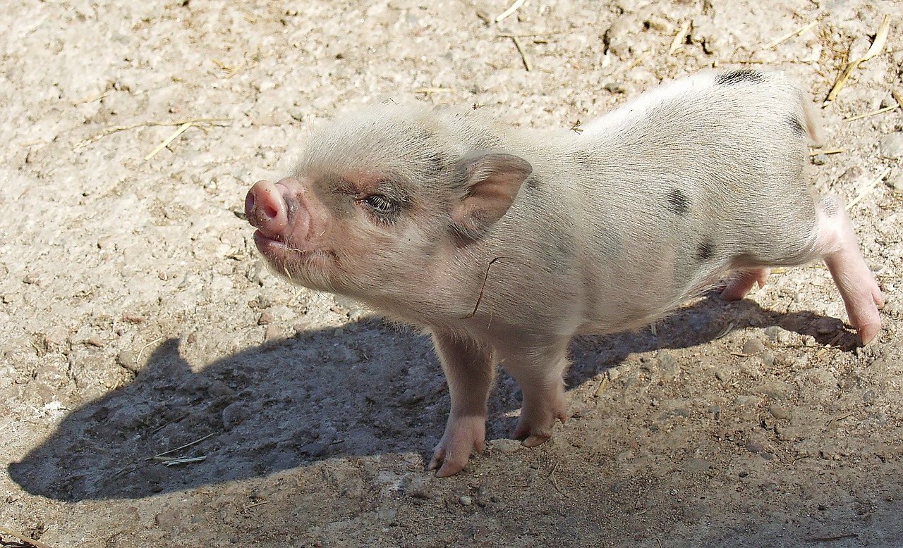 piglet pig animals free photo