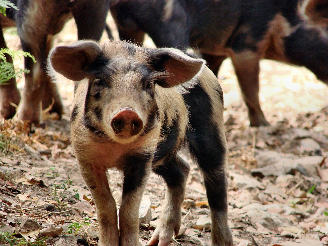 piglet pig happy free photo