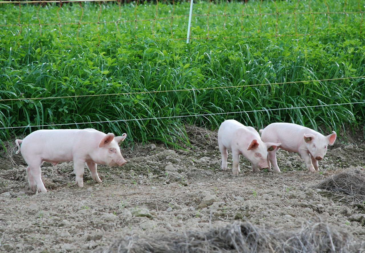 piglet pigs cute free photo