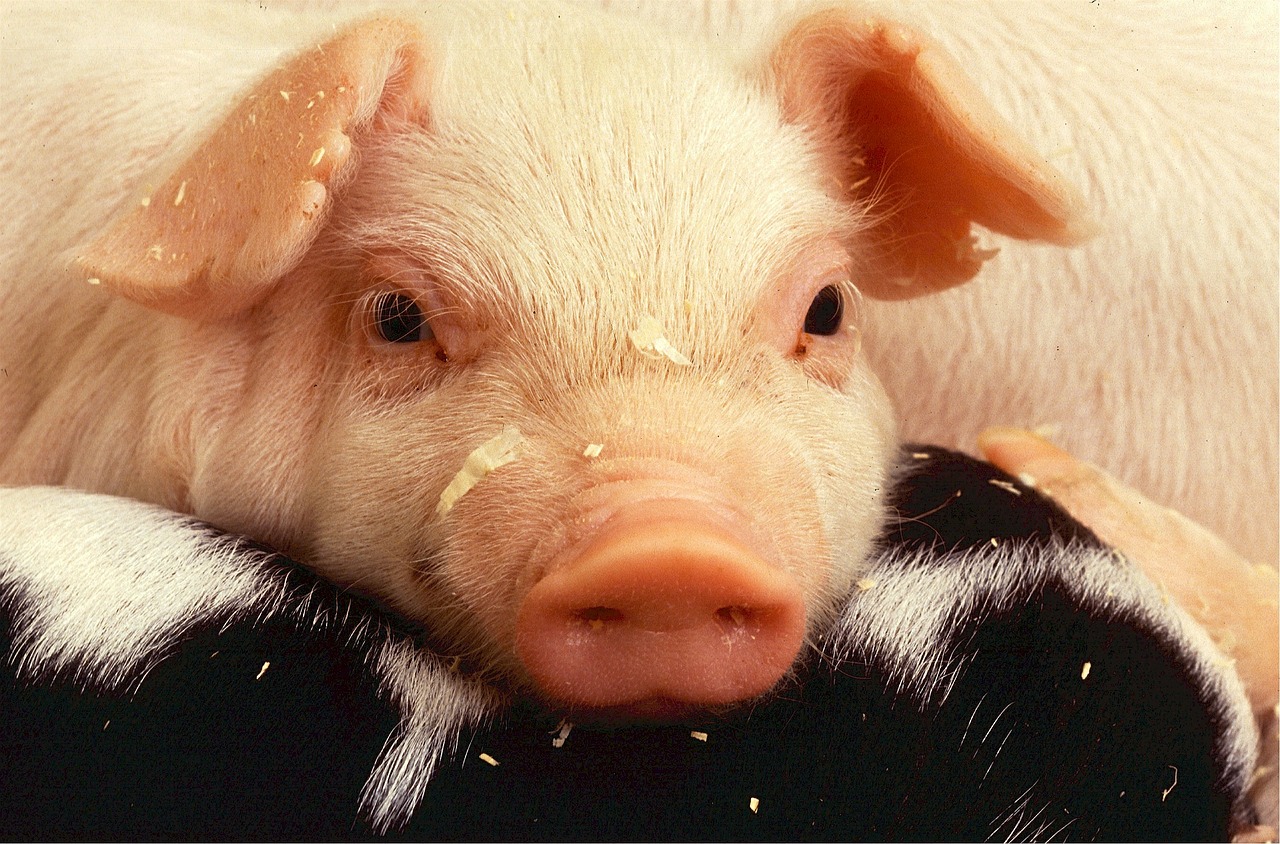 piglet pork pig free photo