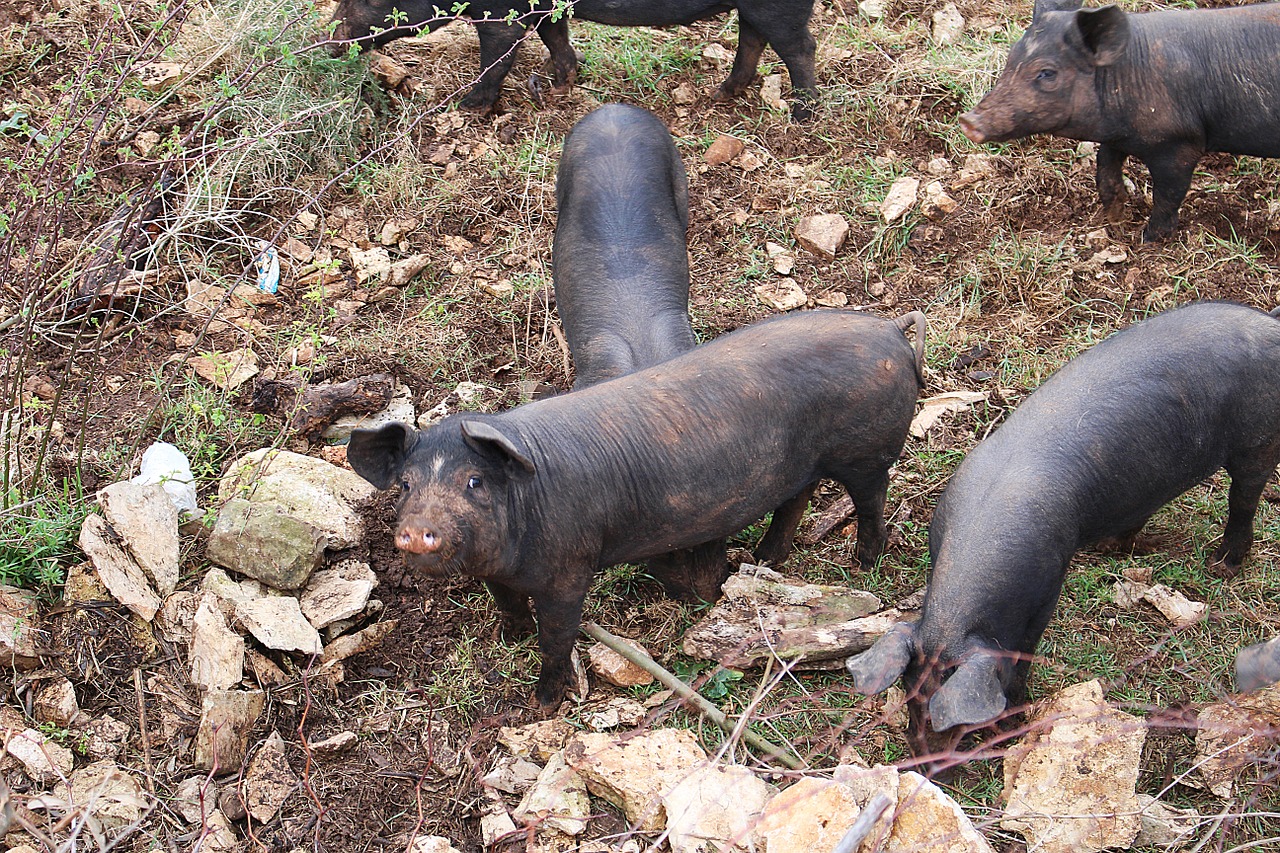 piglet pigs animals free photo