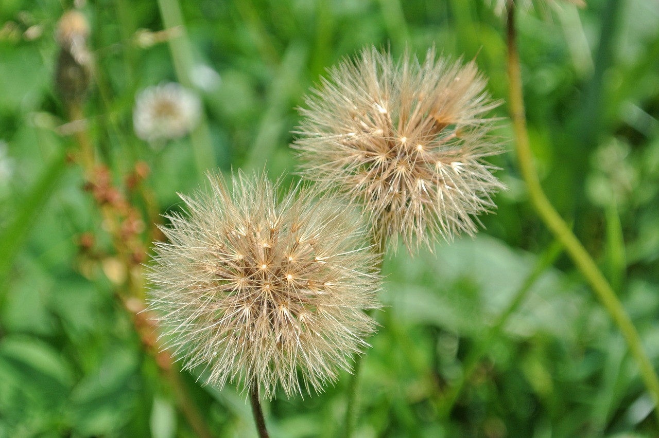 piglet herb  seeds was  faded free photo