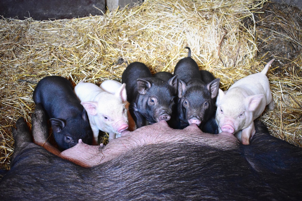 piglets feeding barn free photo