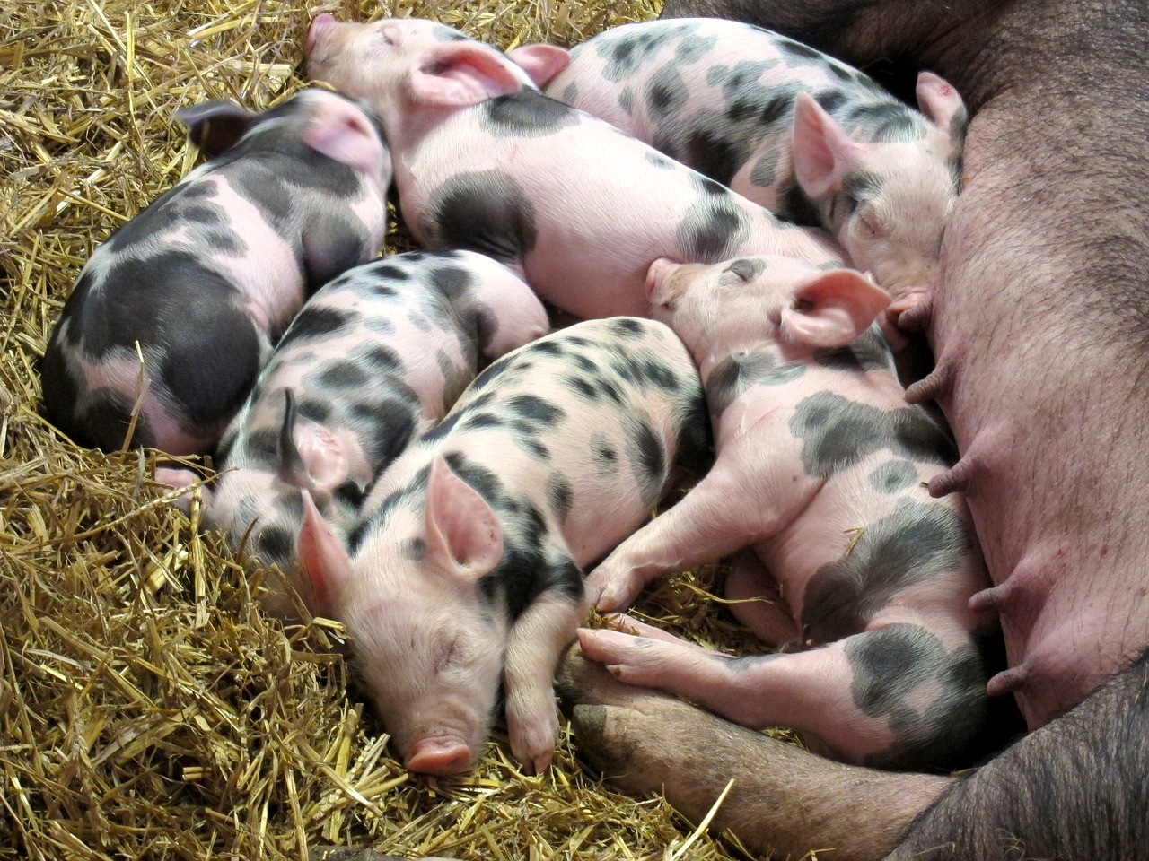 piglets farm pig free photo