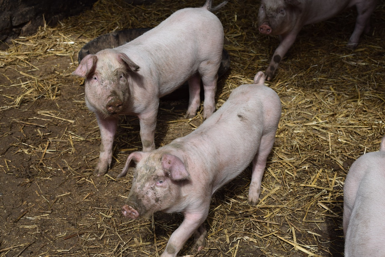 piglets pigs farm free photo