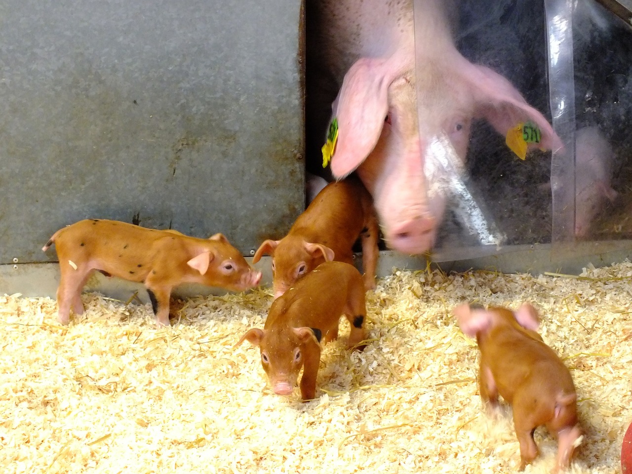 piglets pig animal free photo