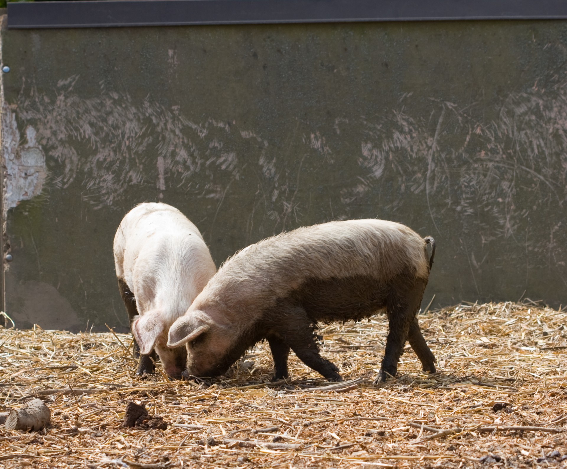 pig pigs piglet free photo