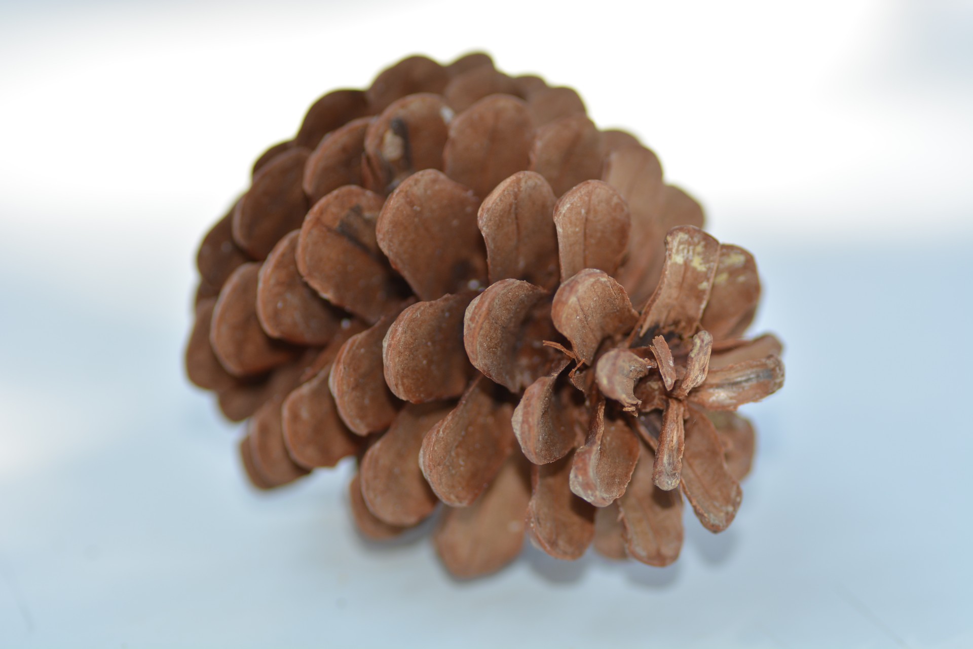 pinecone pine nature free photo