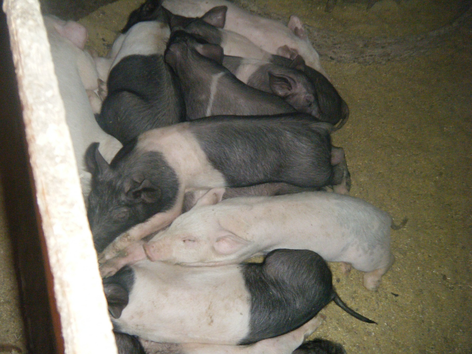 pigs piglets farm free photo