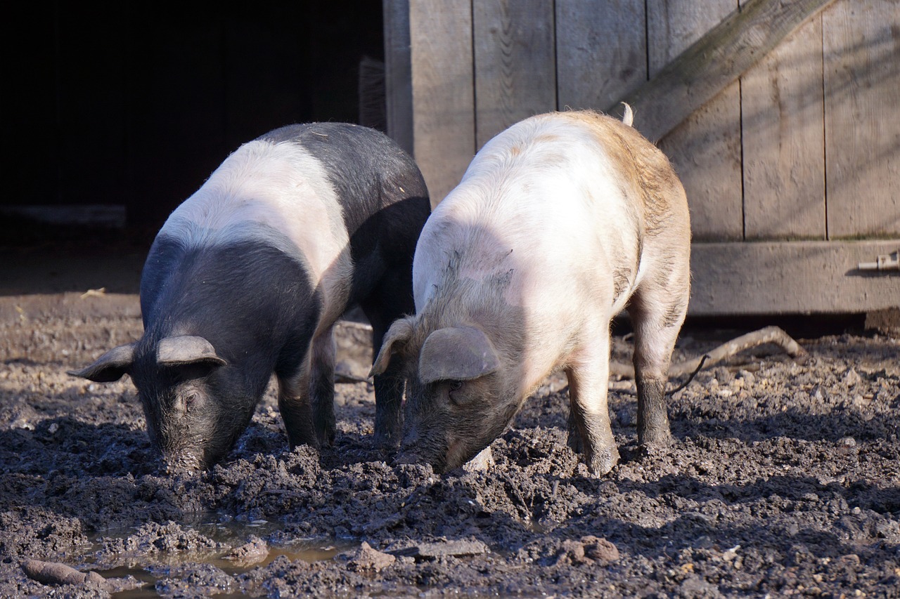 pigs mud piglet free photo