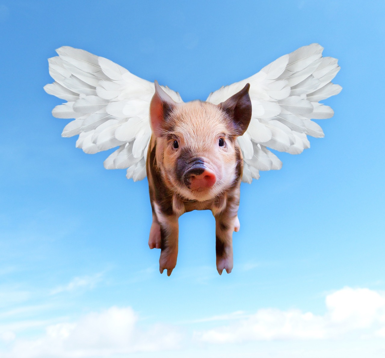 pigs fly funny free photo