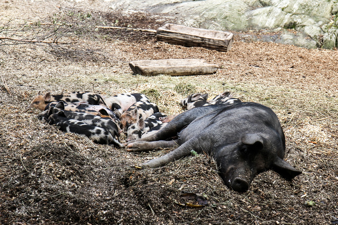 pigs animals sleep free photo