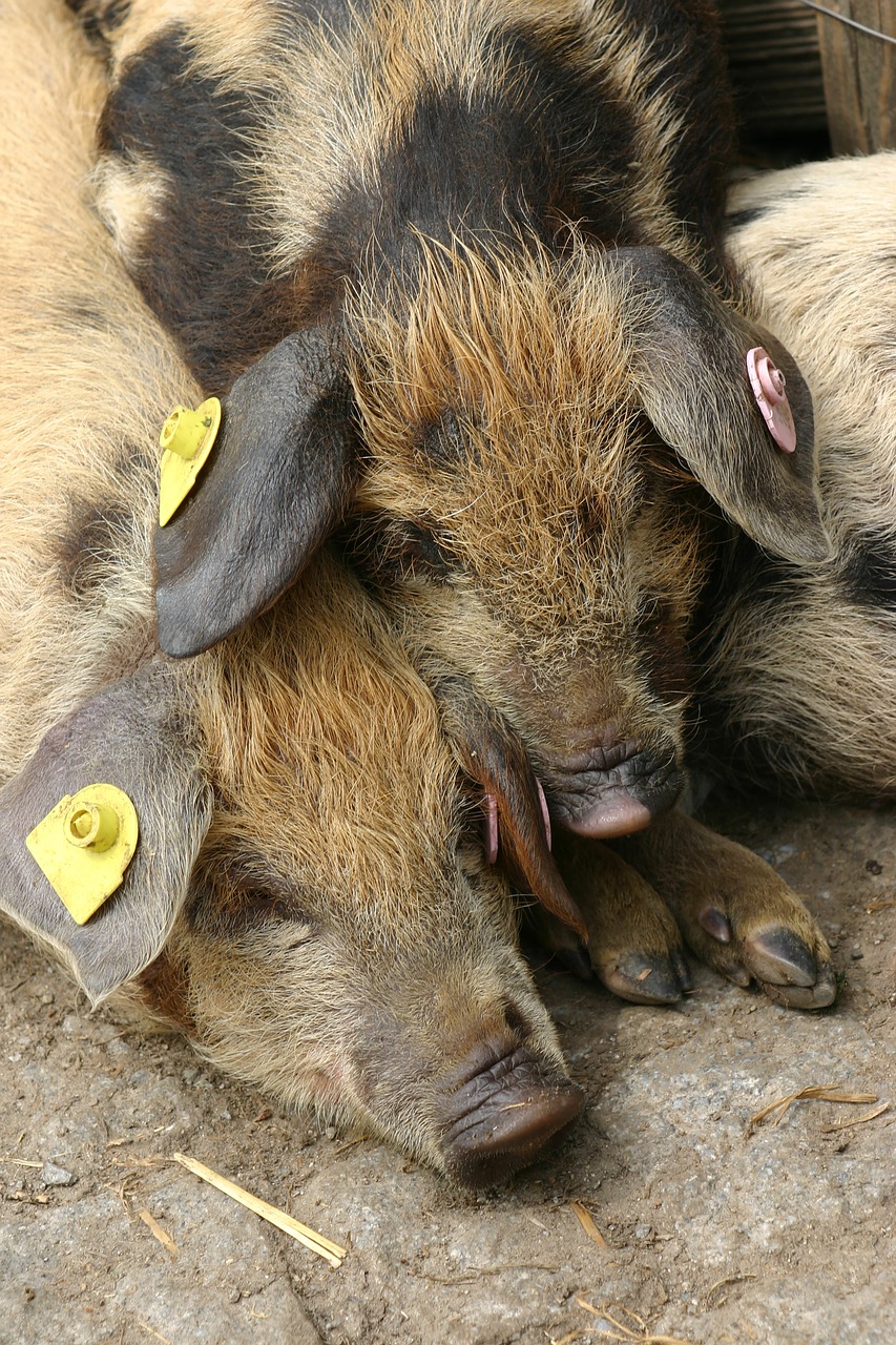 pigs animal piglet free photo