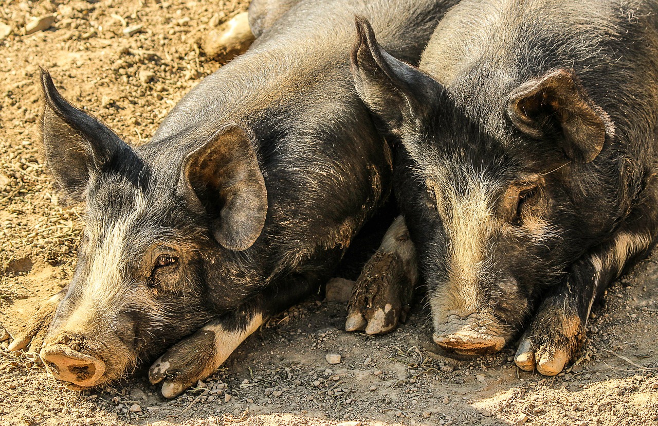 pigs hogs muddy free photo
