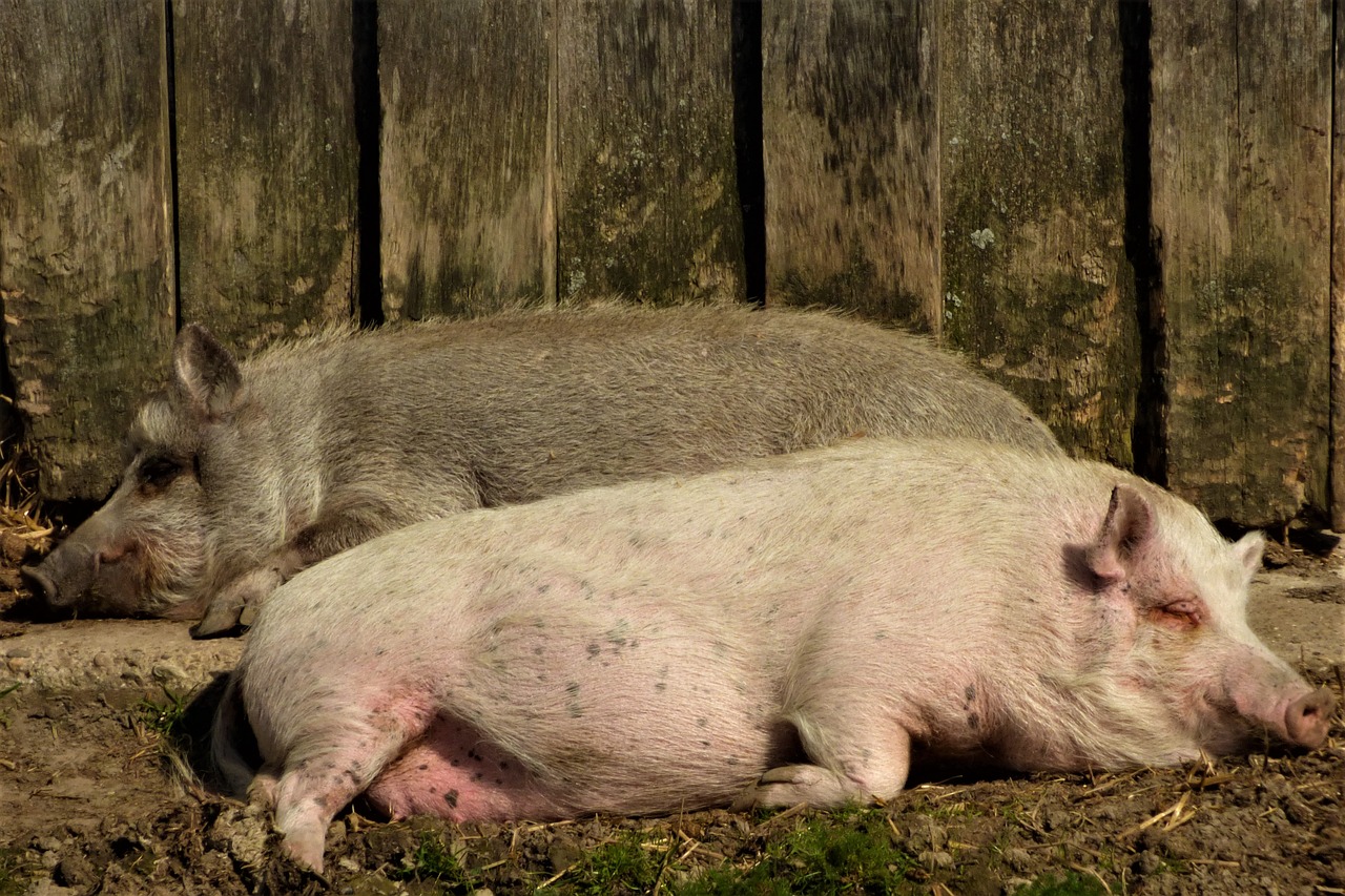 pigs sleeping sow free photo