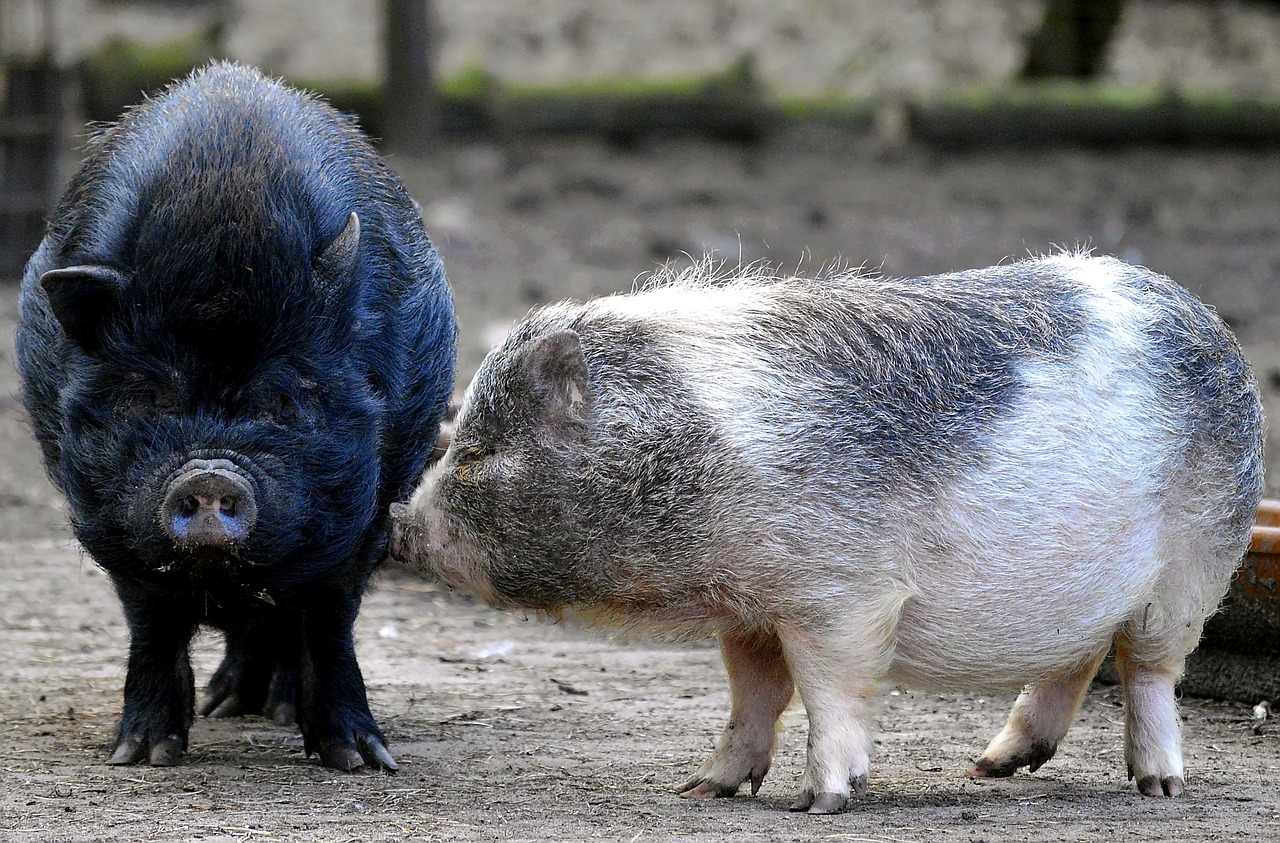 pigs hanging belly bristles free photo