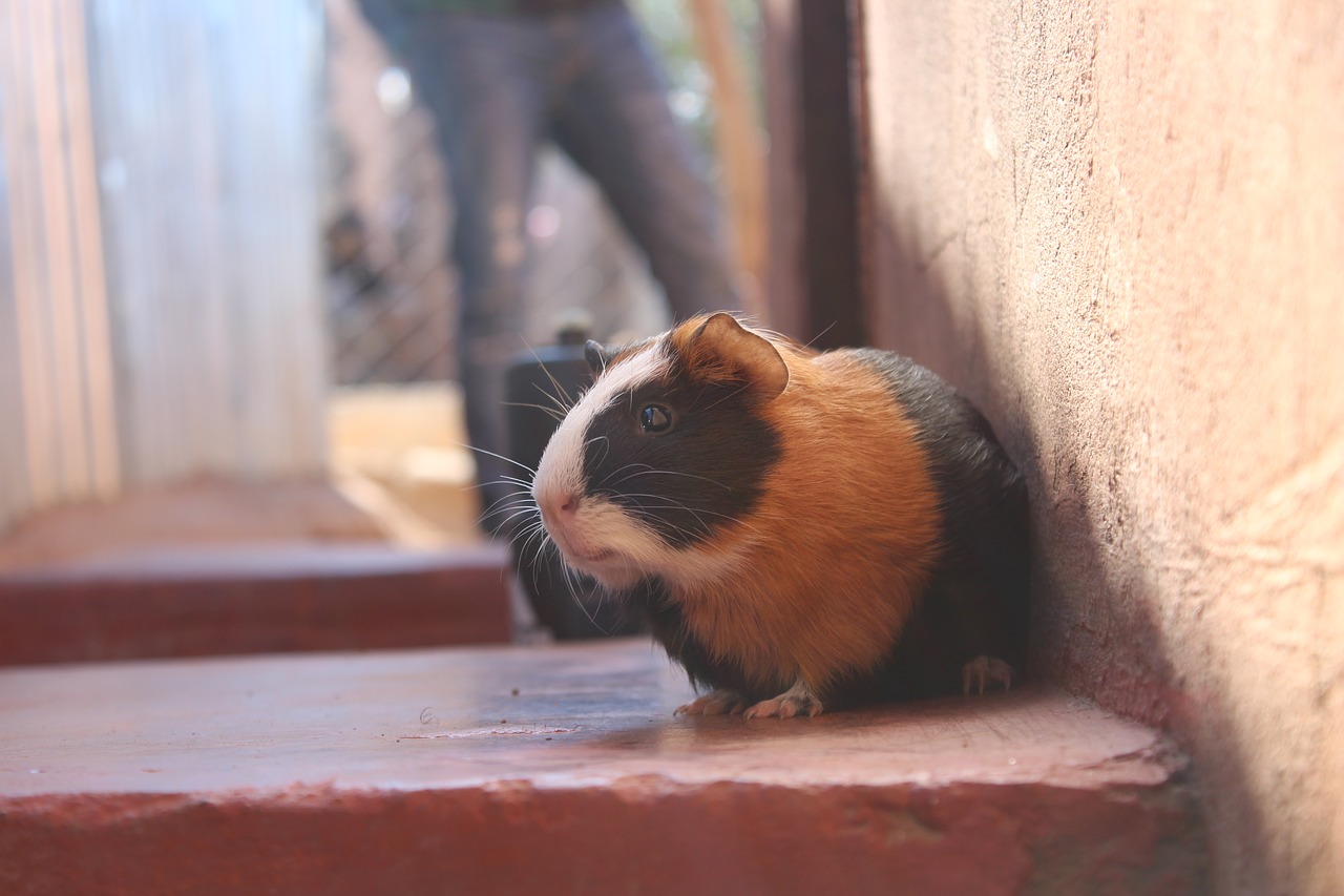 pigs nozamopark animals free photo