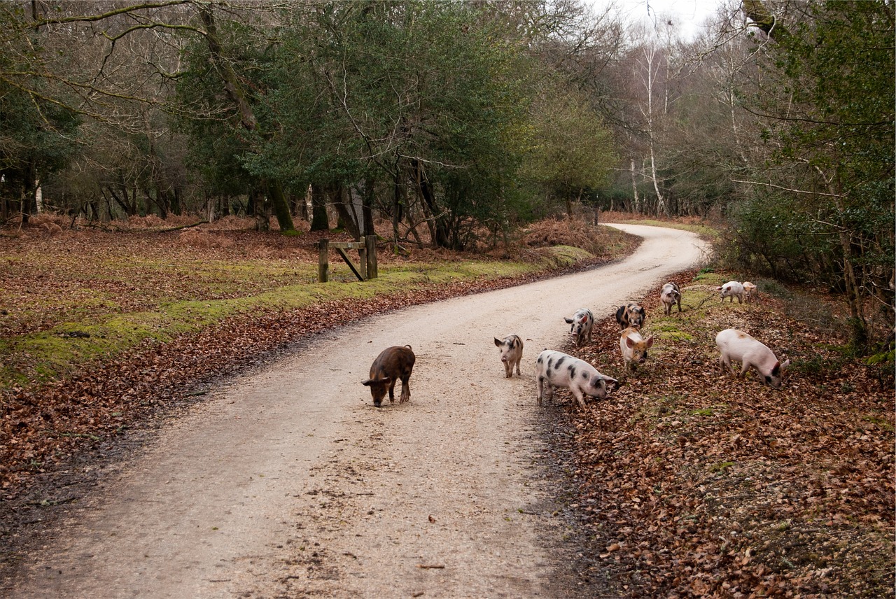 pigs animals dirt free photo