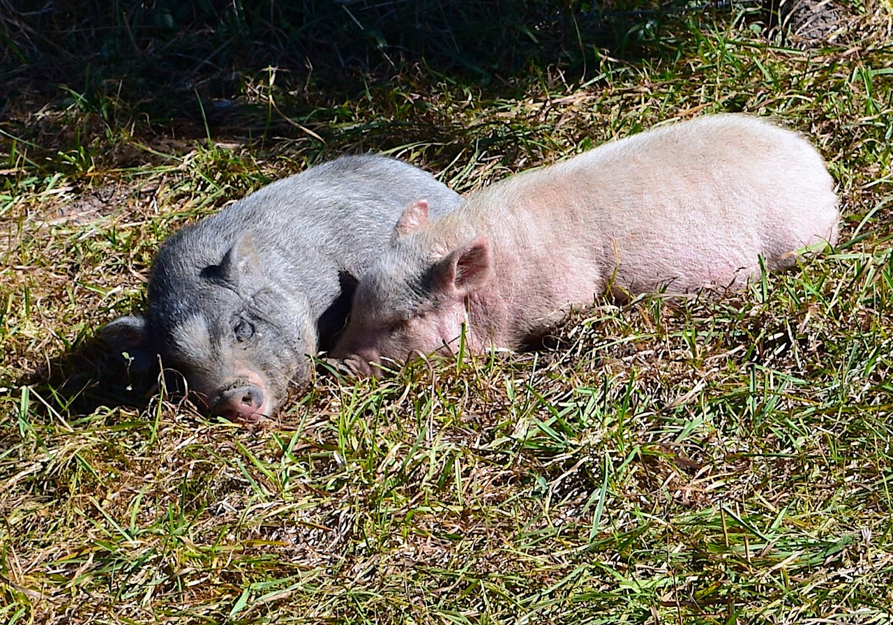 pigs piglets cute free photo