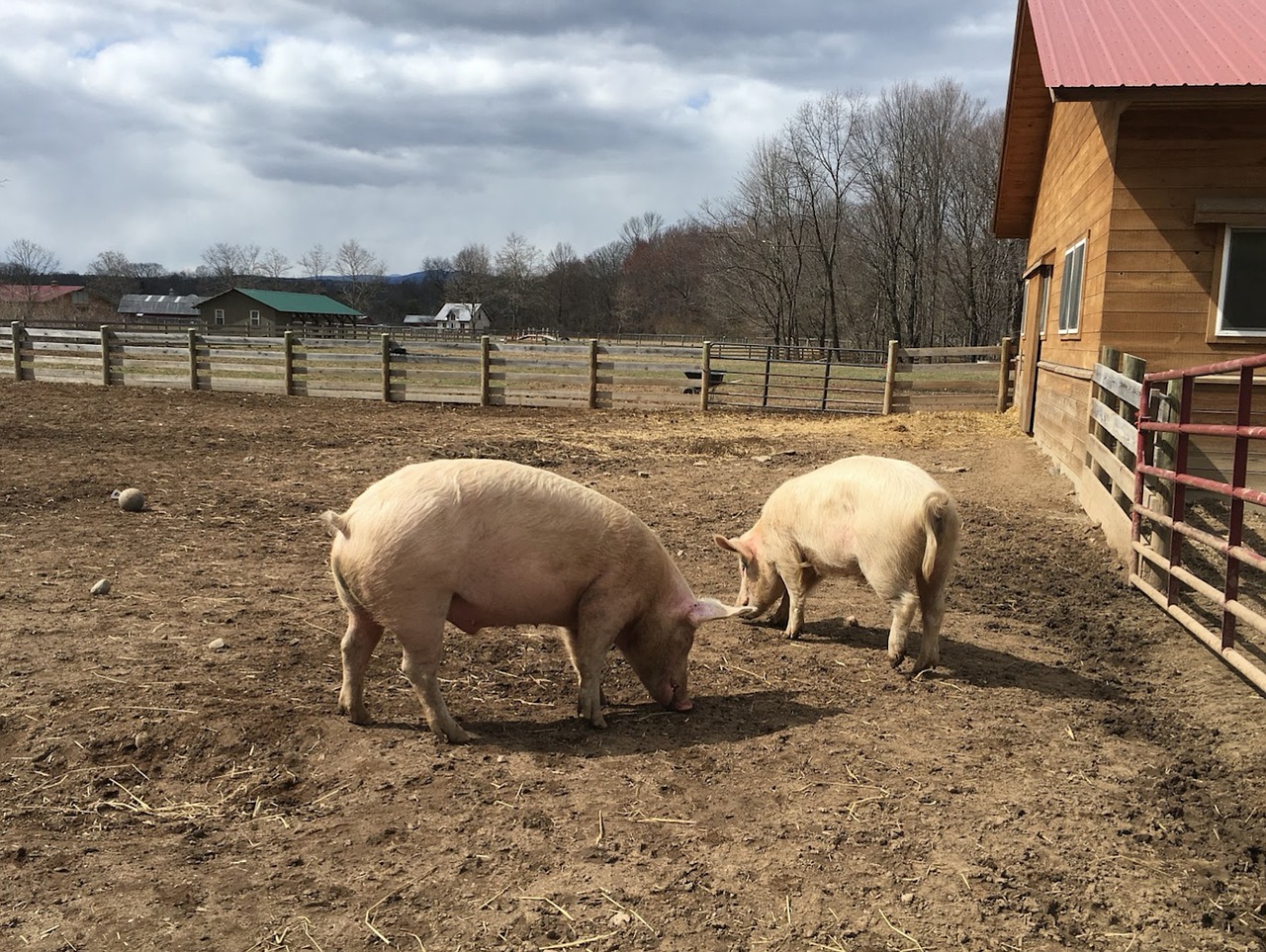 pigs  farm  animal free photo