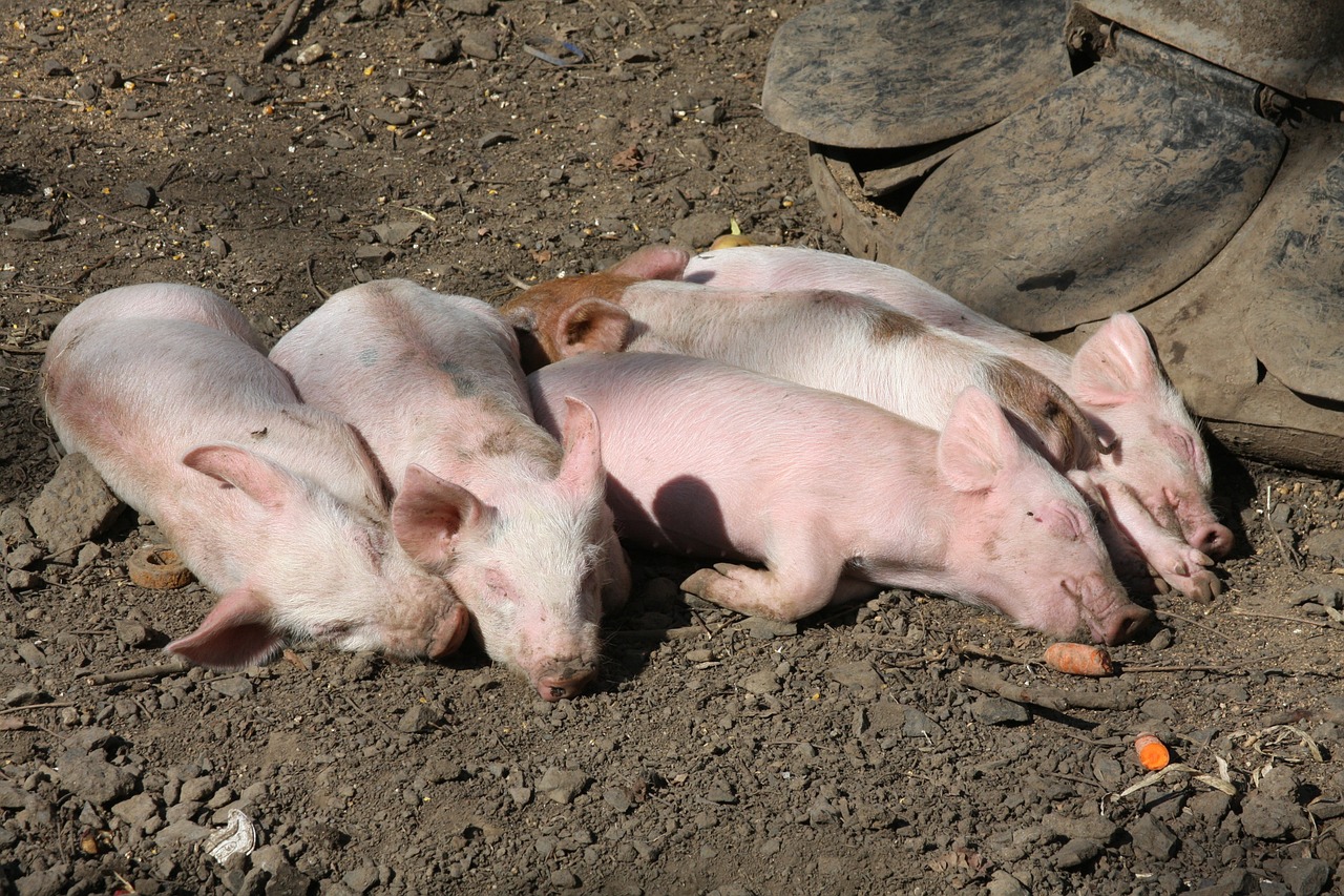 pigs farm animals sleeping free photo