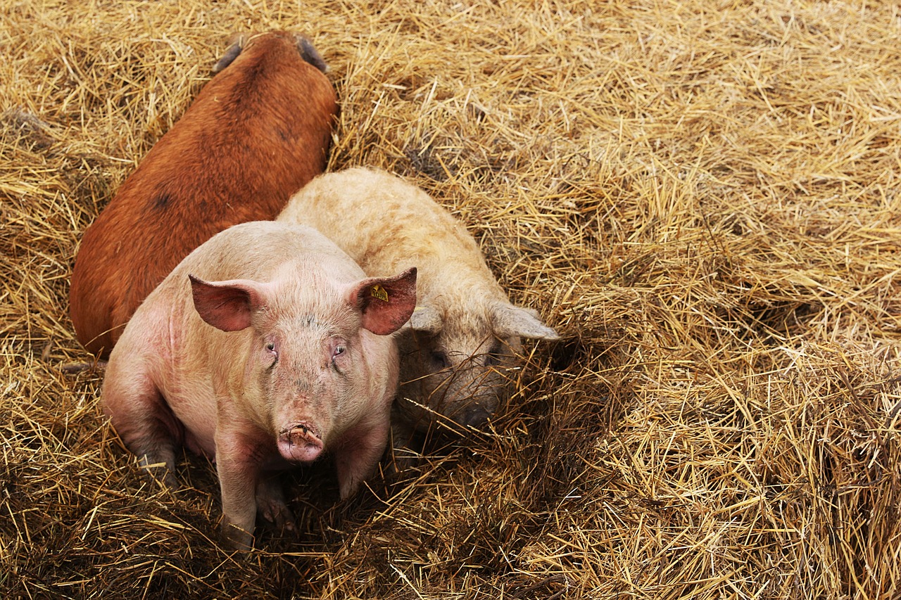 pigs  animals  farm free photo