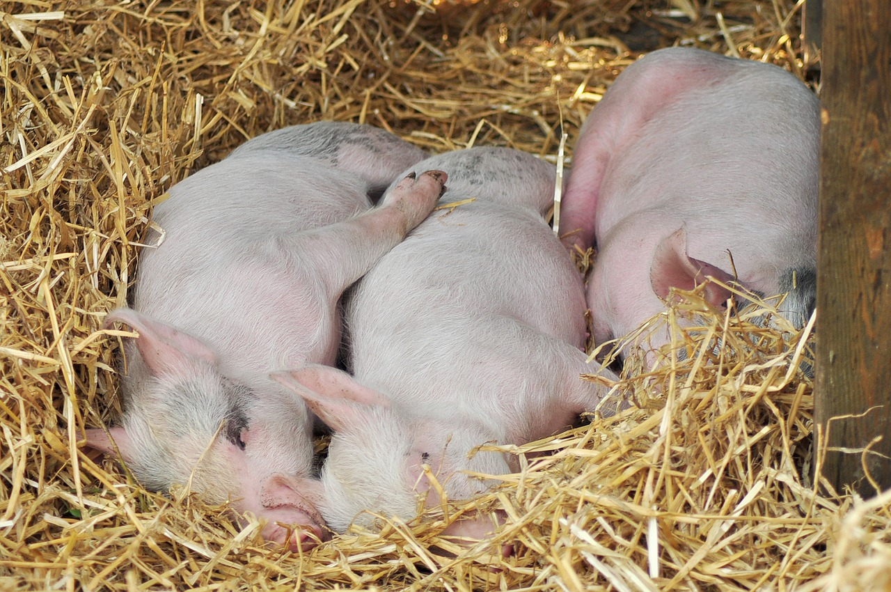 pigs  sleeping pigs  farm free photo