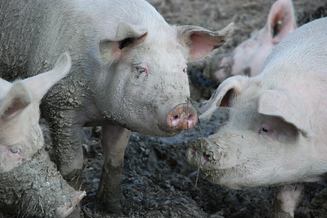 pigs swine mud free photo