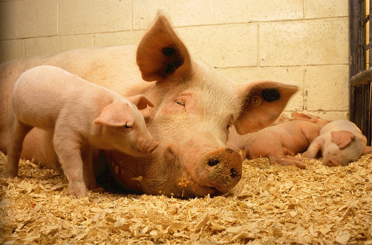 pigs sow piglets free photo