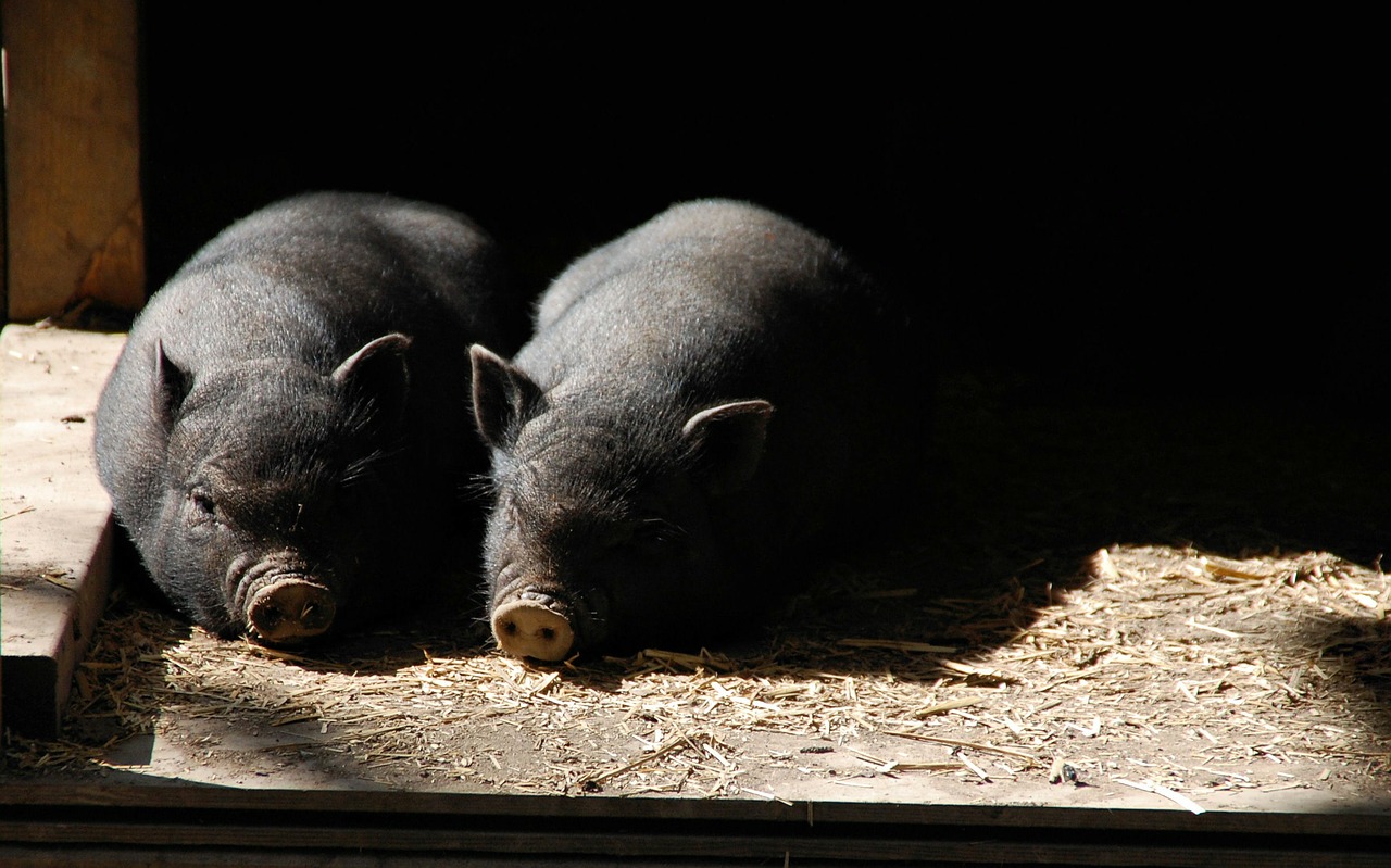 pigs piglets piglet free photo