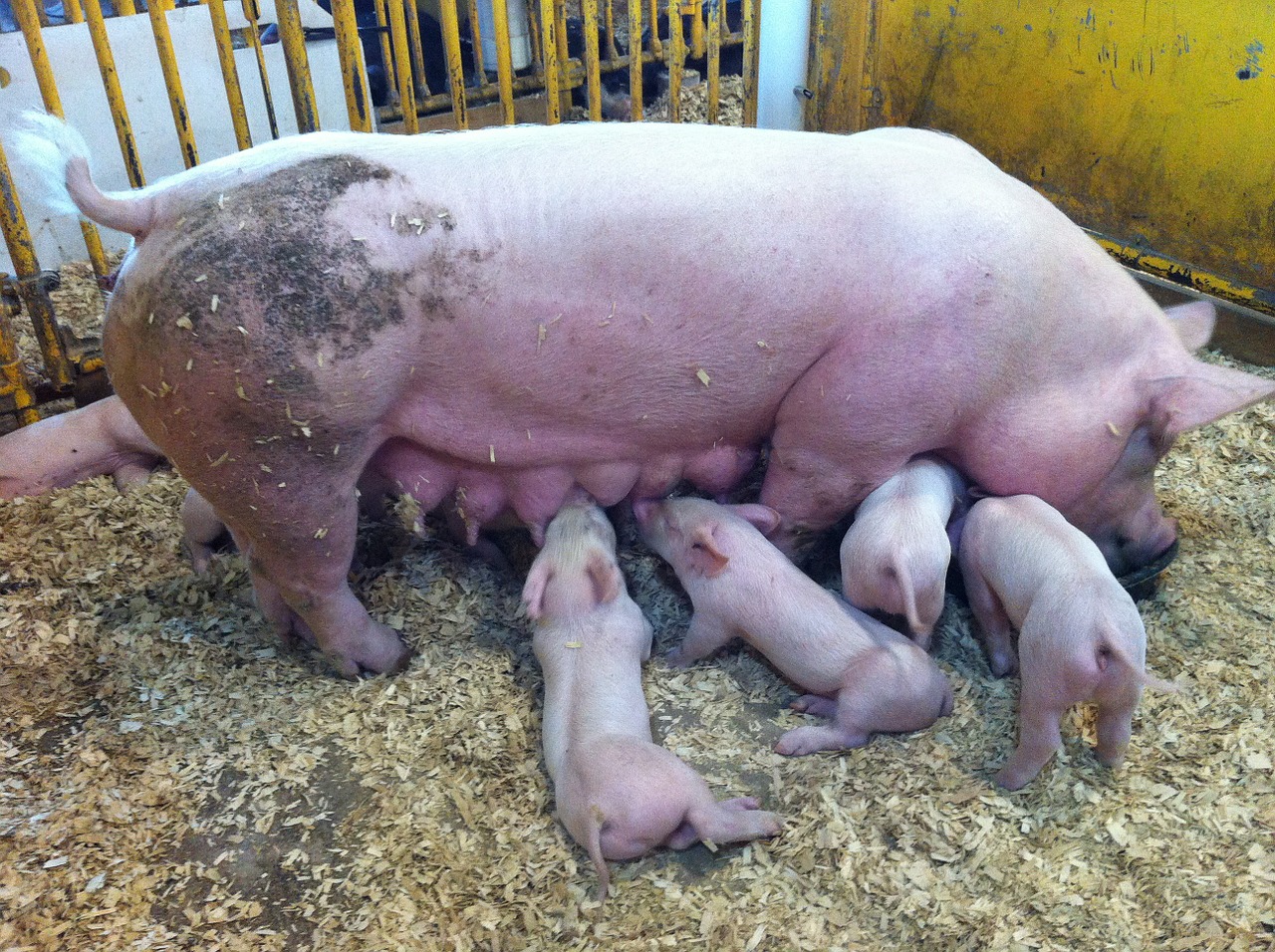 pigs feeding piglet free photo