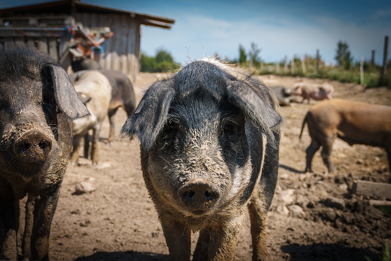 pigs animals sow free photo