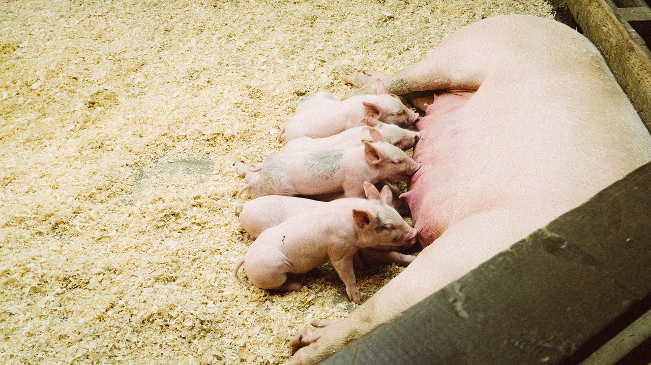 pigs piglets eating free photo