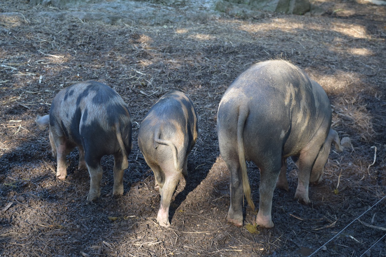 pigs animals sow free photo
