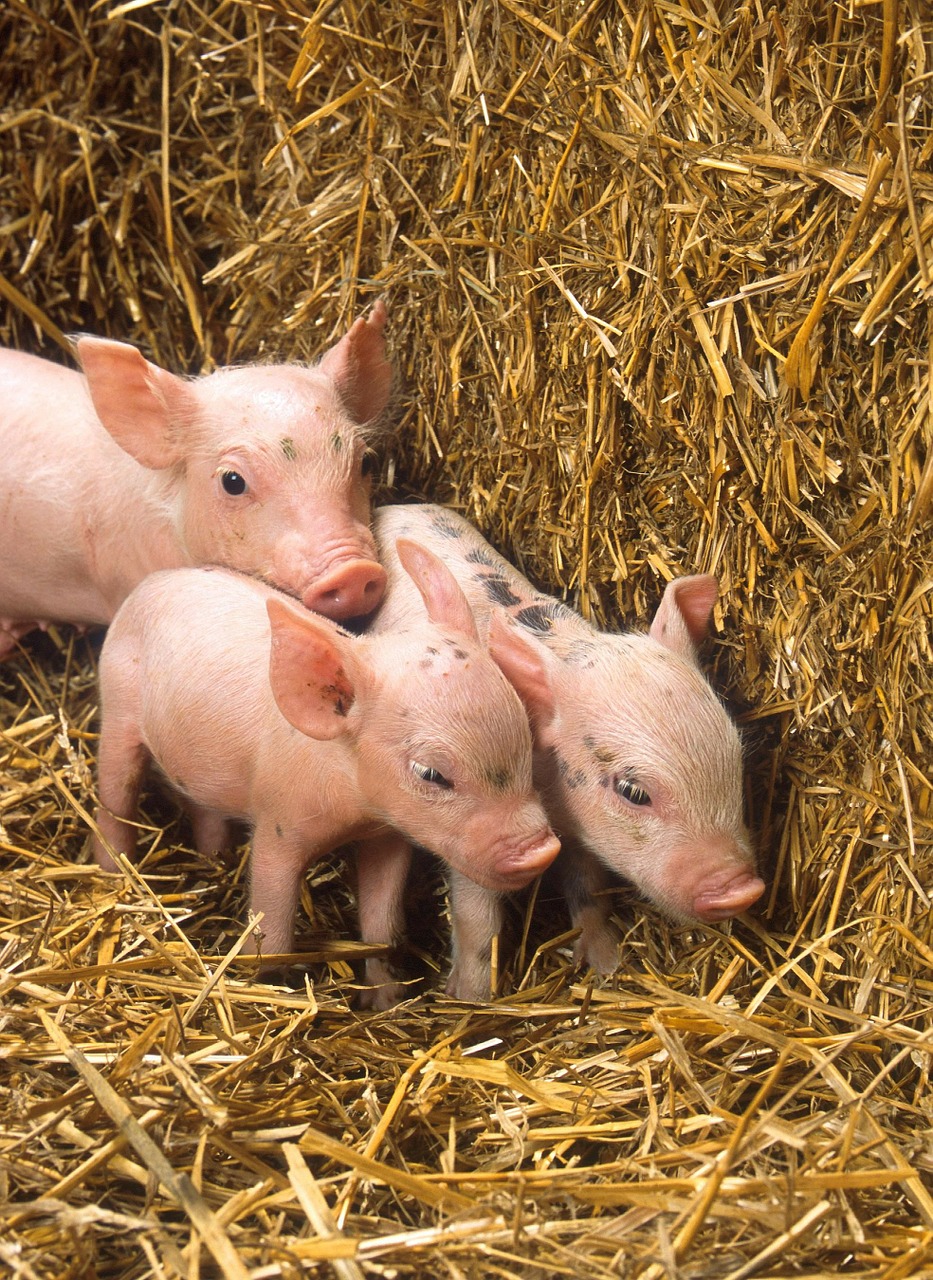 pigs piglets babies free photo