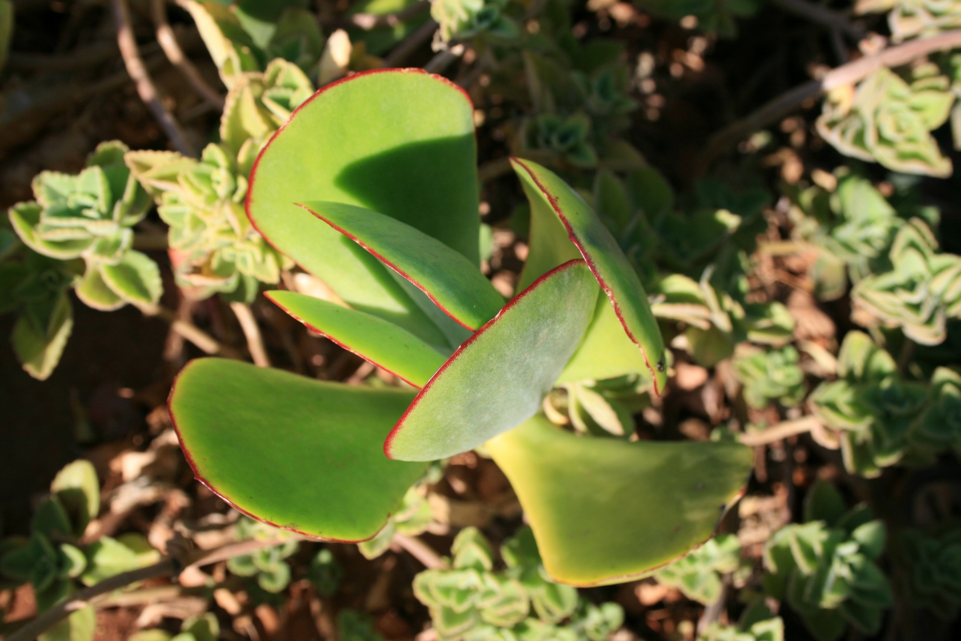 cotolydon plakkie pig's ear free photo