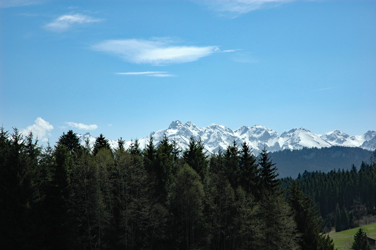 pigs mountain allgäu april 2014 free photo