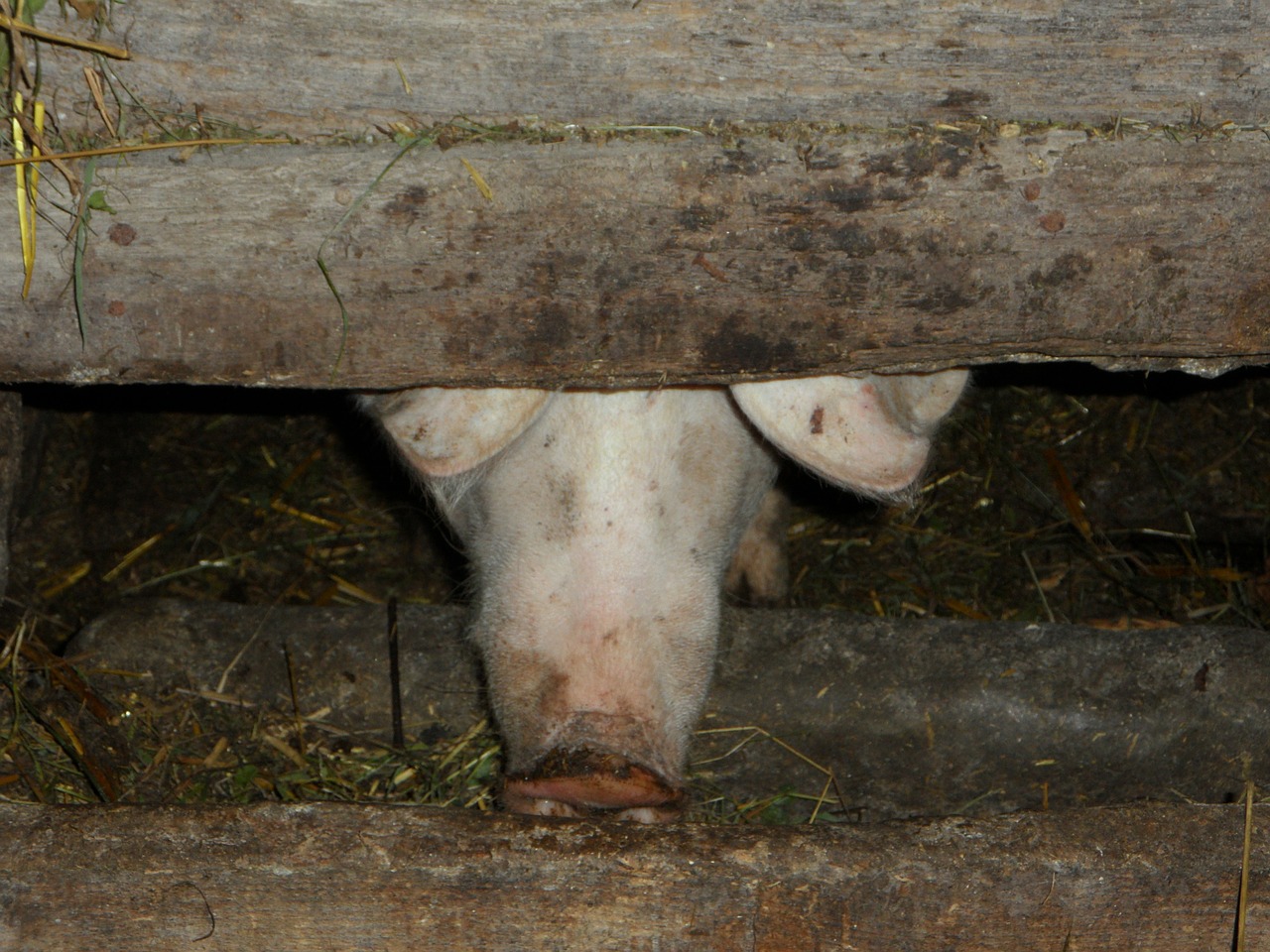 pigsty pig sty pig free photo