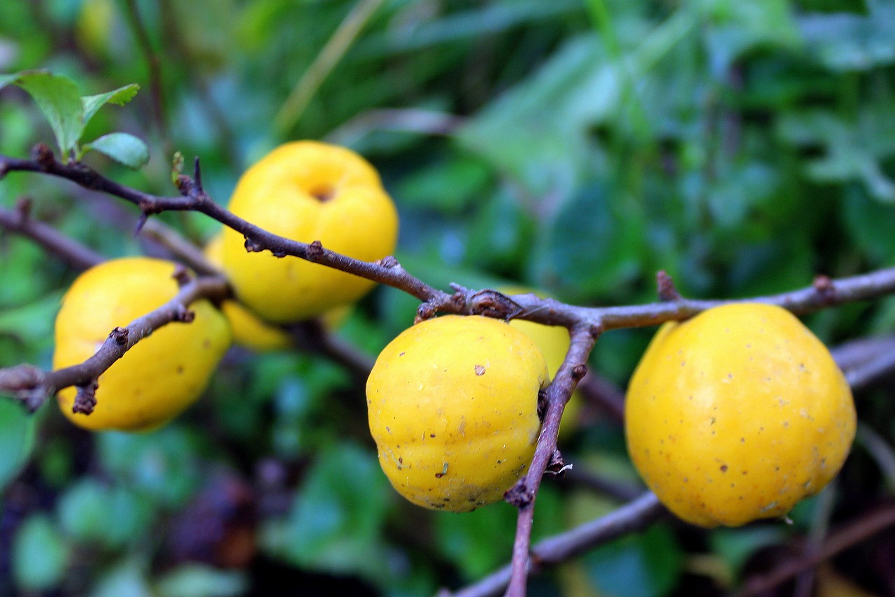 pigwowiec japanese ornamental shrub fruit pigwowca free photo