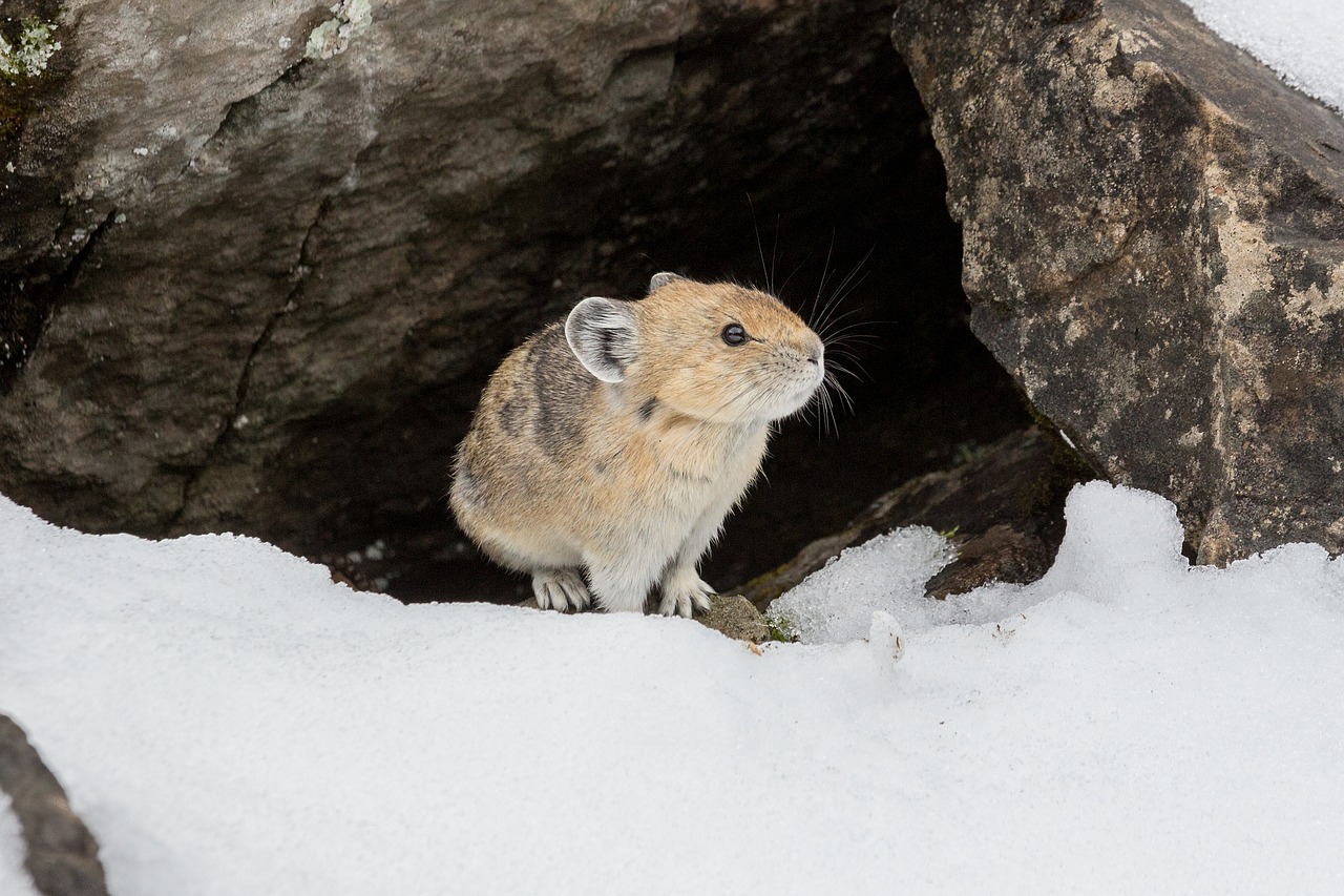 pika  rodent  mammal free photo