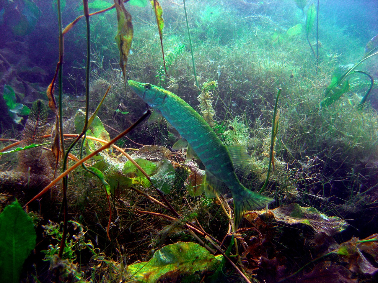 pike diving underwater photo free photo