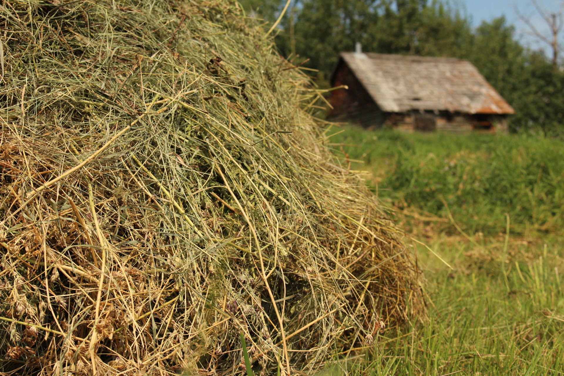 pile hay farm free photo