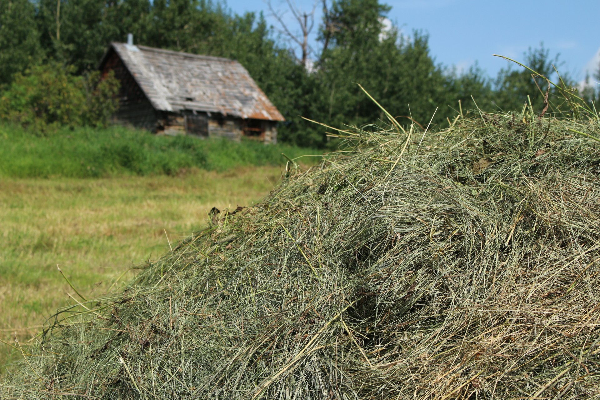 pile hay farm free photo