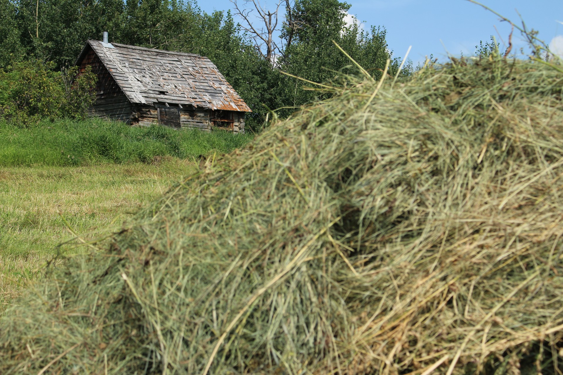 pile hay farm free photo